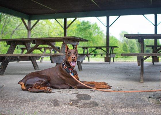 Murphy, the Doberman, learning impulse control and a "settle down" between exercises during class.