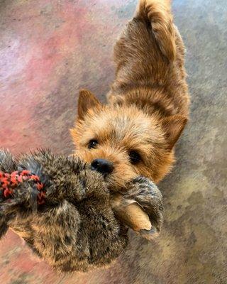 Chase and Tug play time with Norwich Terrier Comet.