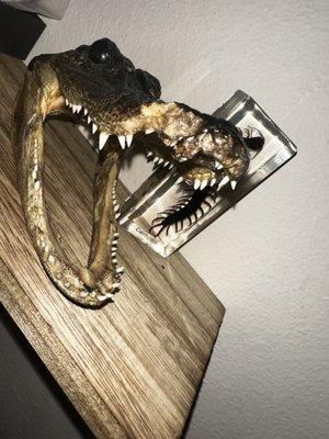 Taxidermy Croc