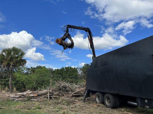 Tampa Bay Stumps Services