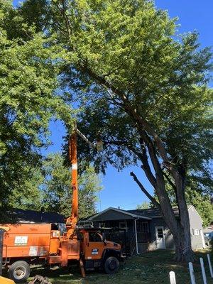 Maple tree removal