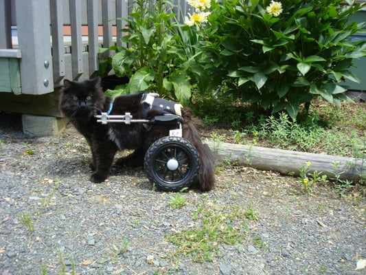 Ahkmenrah in a cat wheelchair