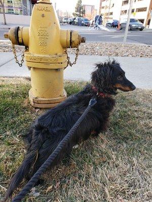 Interval training with this beautiful dachshund named Hudson!