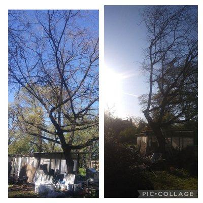 Side trimmed Tree Cut 

Before/After