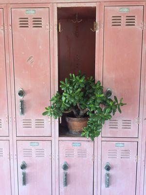 Succulents growing in locker:)