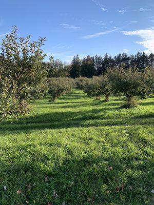 Apple trees