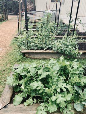 Cedars' vegetable garden