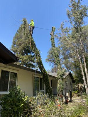 Oak hanging over a house