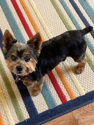 Scruffy after his grooming appt.