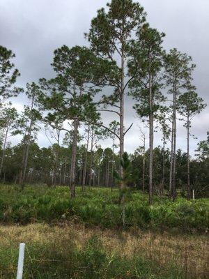 Florida Tree and Sod