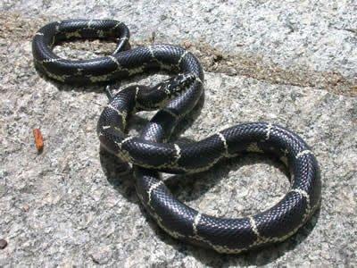 Black King snake. Not poisonous. Eats bad snakes.