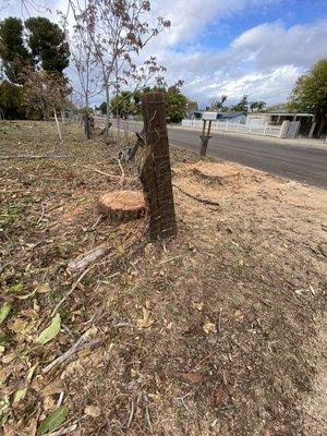 Pine tree stump.