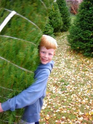 Fresh cut Christmas trees West Jordan, Fresh cut Christmas trees south jordan, Fresh cut Christmas trees Draper