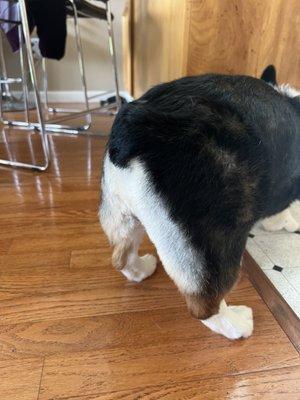 corgi butt