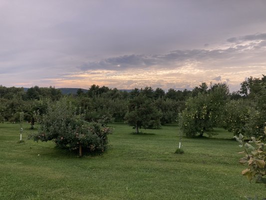 lovely afternoon in the orchard