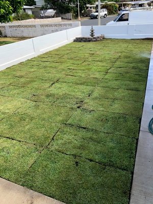 Sod Installation and maintenance