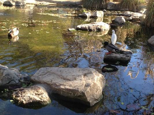 Egret and ducks at the pond at the Wilderness Park, where the preschool is located.