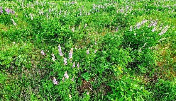 Lupines!