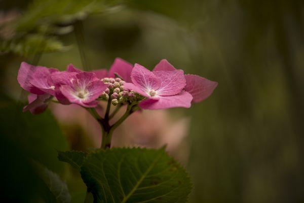 Hydrangea Photo by Linda Montalto Patterson