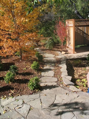 Stepping stones through Coral Bark maple and Hornbeam