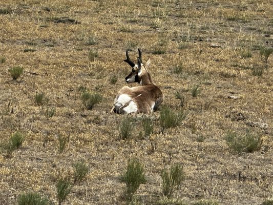 Pronghorn Antelope