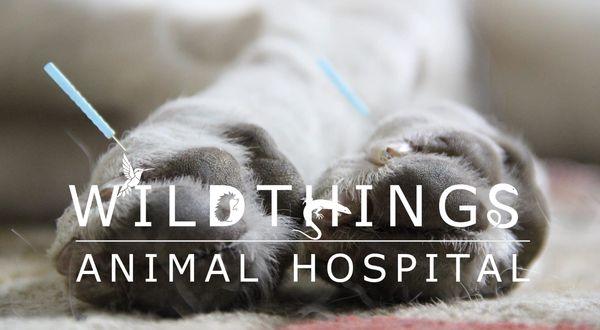 WildThings Animal Hospital