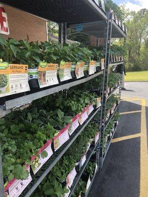 Full selection of summer veggies.