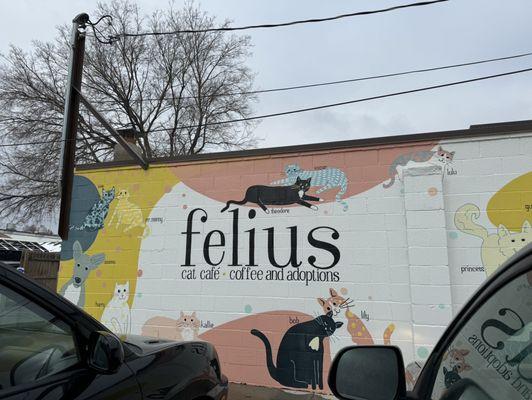 Felius Cat Café & Rescue