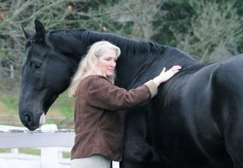 Equine Massage