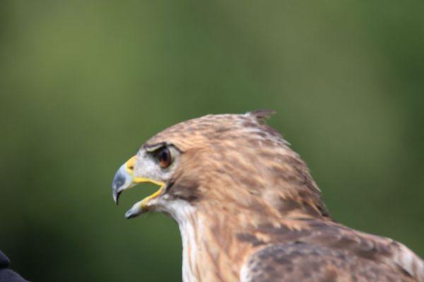 Hawk Fest, up close and personal