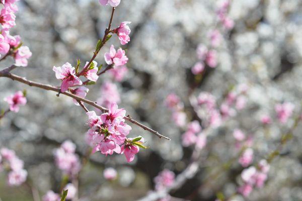 Peach blossoms backed by cherry blossoms