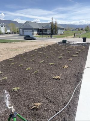 Mulch and shrubs