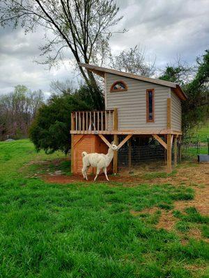 A comfortable "tree fort", for an overnight stay