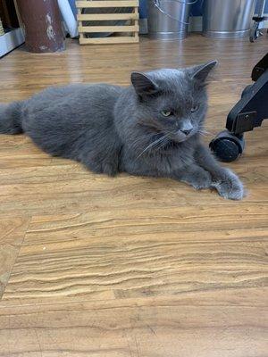 Riley, the friendly store cat