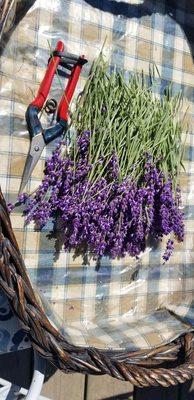 Lavender harvest begins