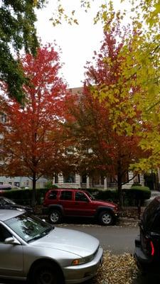 Love the autumn leaves in Chicago!