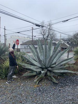 Huge agave!