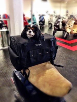 Ask about Pet Carriers for your scootering co-pilot!