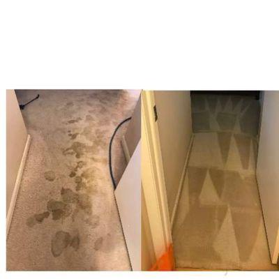 Metro Steamers Carpet & Upholstery Cleaning Service