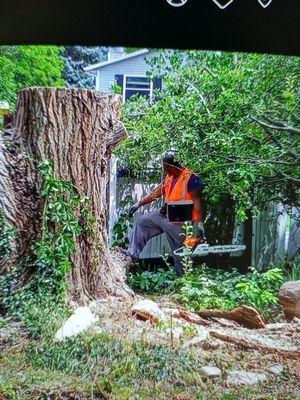 Tree cutting