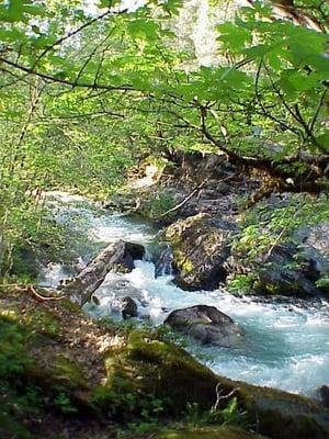 Thompson Creek is a pristine year round creek.