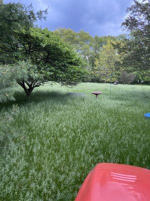 My grass when I came home. Nature's cut never showed up or told me that they were not going to cut it