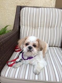 Little Guy after his grooming spa day.