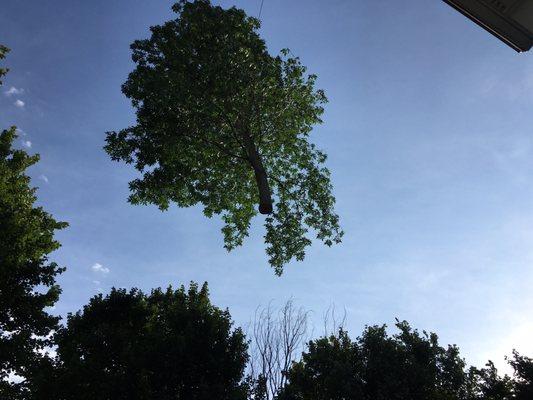 Just a 60-foot tree flying through the air.