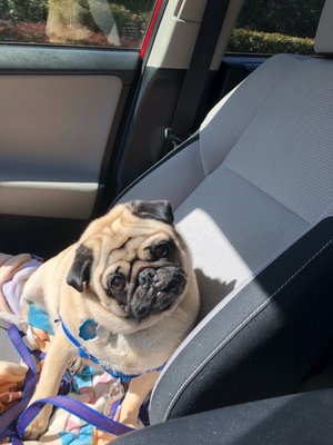 Private Pet Passenger