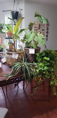 All the beautiful plants I brought home!  (the pots are from elsewhere)`