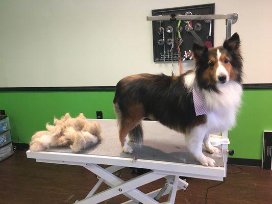 Daisy Duke feeling like a new woman! Groomer- Victoria