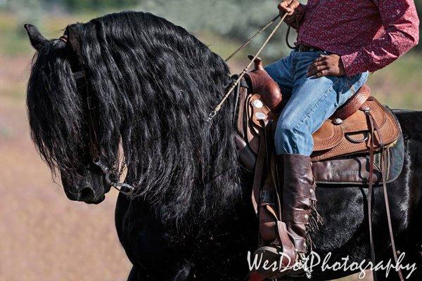 Horsemen's Western Dressage