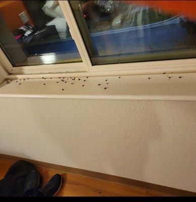 Dead flies on window sill.