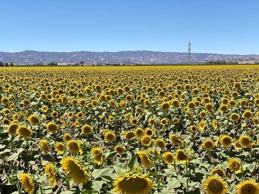 06.13.21 sunflower field